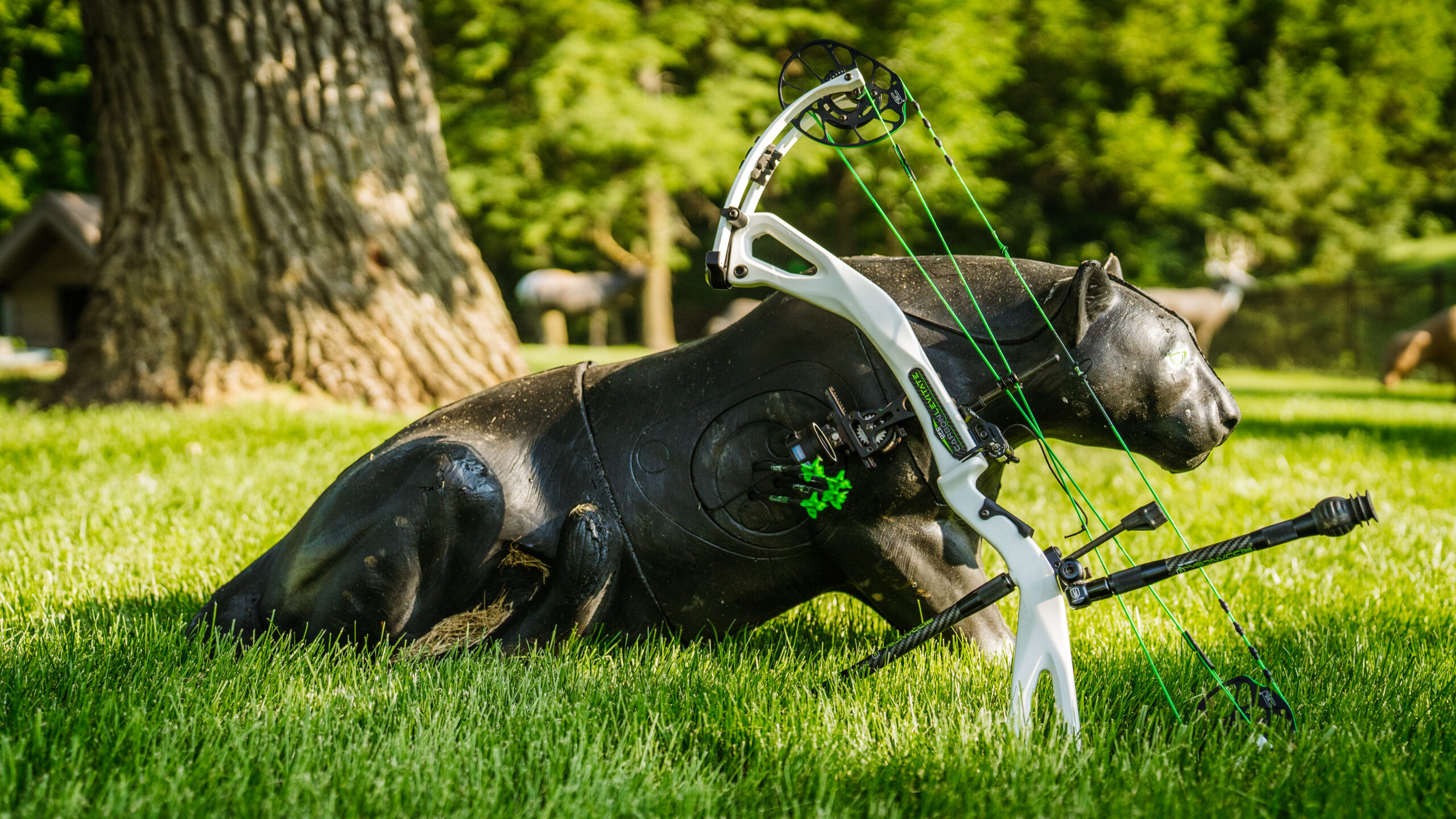 3 Critical Training Exercises for 3D Archery