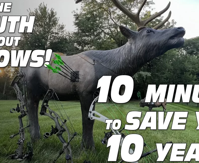 A 3d elk archery target with compound bows leaning on it and many arrows in the kill zone.