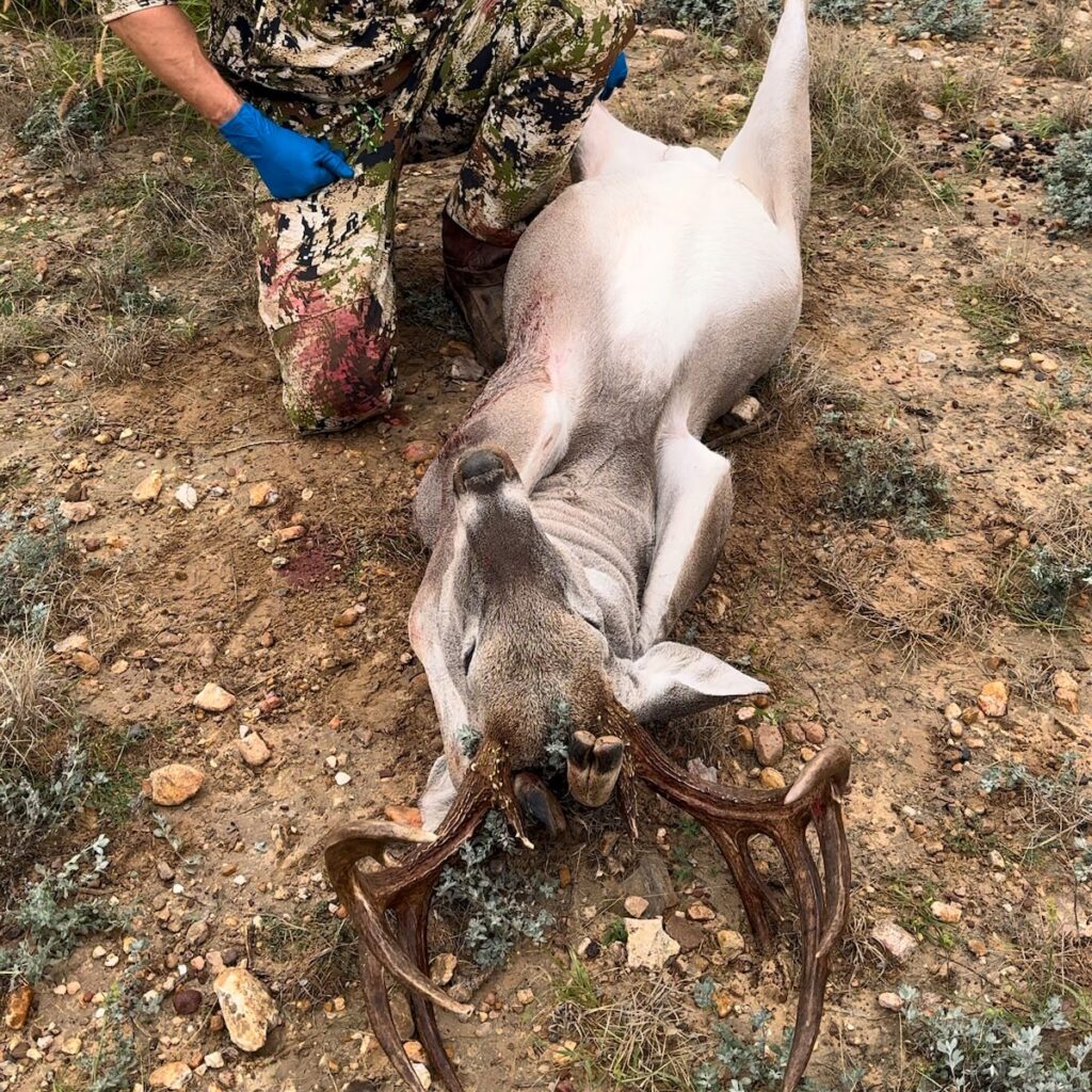 Tuck front legs behind antlers