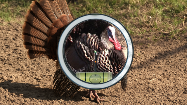 Where to Shoot a Turkey With a Bow for a Quick, Ethical Harvest