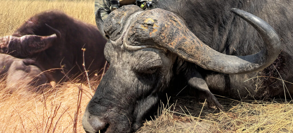 School Of Nock 1 svg+xml;charset=utf